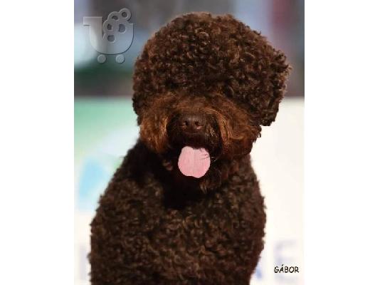 Lagotto Romagnolo, κουτάβια κρατήσεων